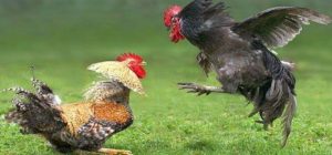 Marak Judi Sabung Ayam Resahkan Warga di Wajo, Tenda Perjudian Dibakar Polisi