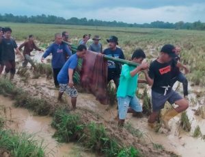Ambo Ala, Korban Banjir Hilang Tiga Hari Ditemukan di Persawahan