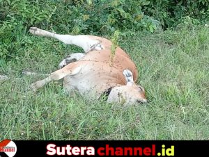 Misteri Kematian 7 Ekor Sapi di Majauleng, Polisi Selidiki Penyebabnya