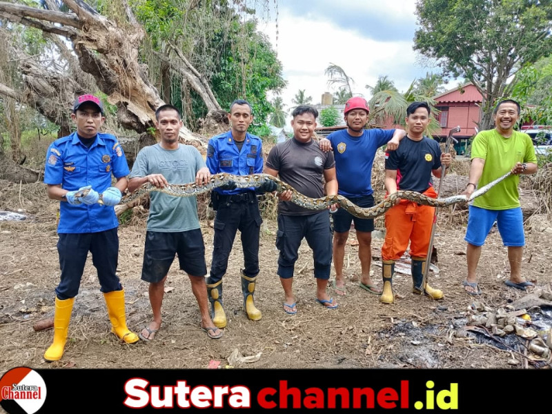 Mangsa Ternak Warga, Damkar Wajo Amankan Ular Piton Sepanjang Empat Meter
