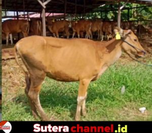 Hati-hati Memilih Hewan Qurban, Berikut Tips dan Penjelasannya