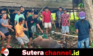 Pengurus Masjid Taqwa Baru Orai Kelurahan Laelo Sembelih 8 Ekor Sapi Qurban, 250 Kepala Keluarga Terima Bantuan Daging