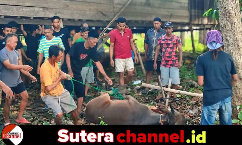 Pengurus Masjid Taqwa Baru Orai Kelurahan Laelo Sembelih 8 Ekor Sapi Qurban, 250 Kepala Keluarga Terima Bantuan Daging