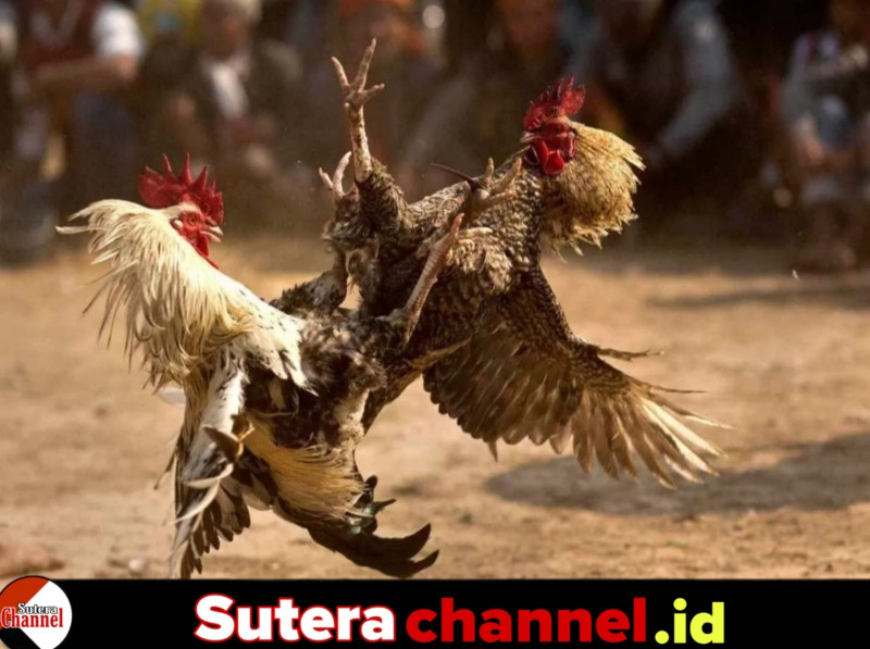 Diduga Lokasi Sabung Ayam, Kapolsek Tempe Pimpin Langsung Penggerebekan di Dua Titik